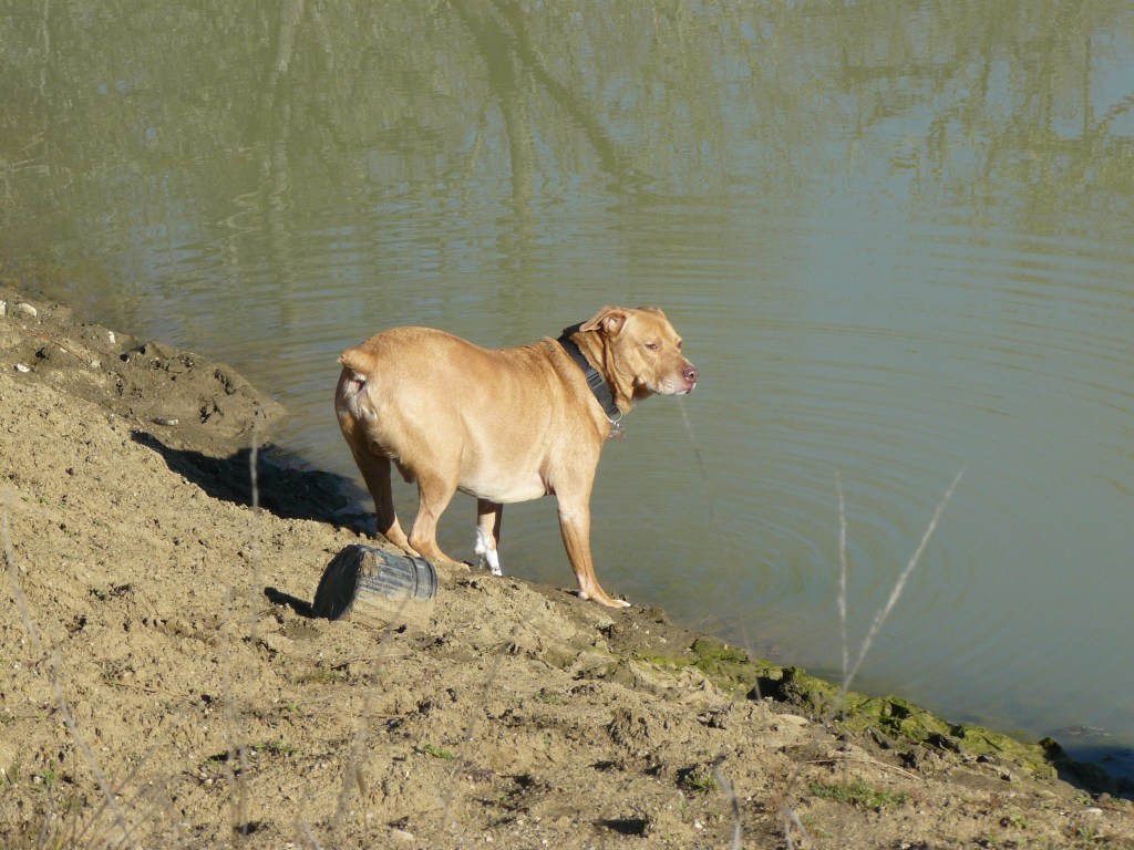 Casey, at home; picture taken a month ago.