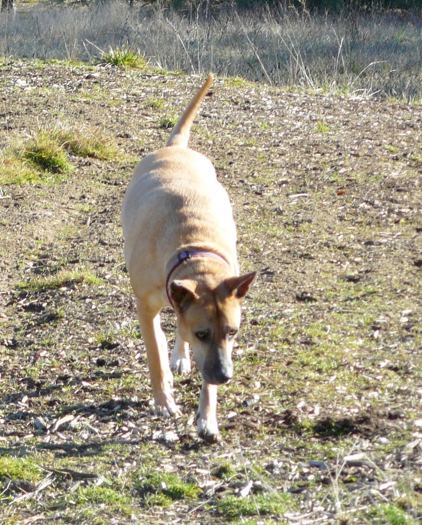 Ruby - picture taken at the end of January, this year.