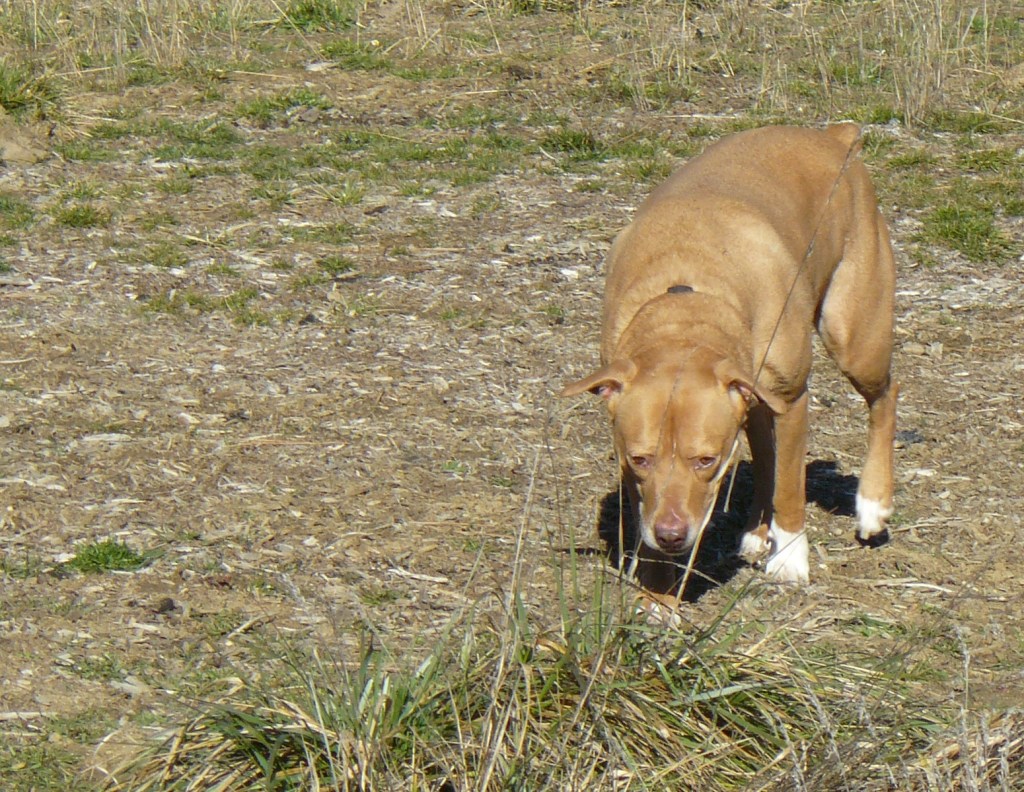 Casey demonstrating a dog's focussing skills!