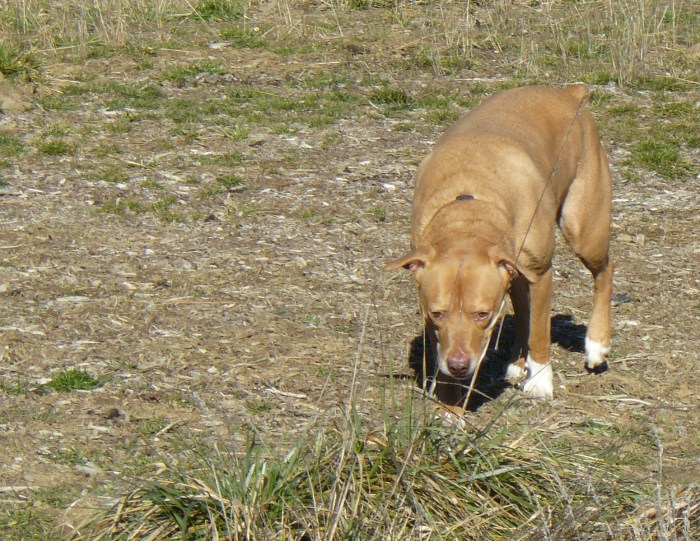 Casey demonstrating a dog's focussing skills!