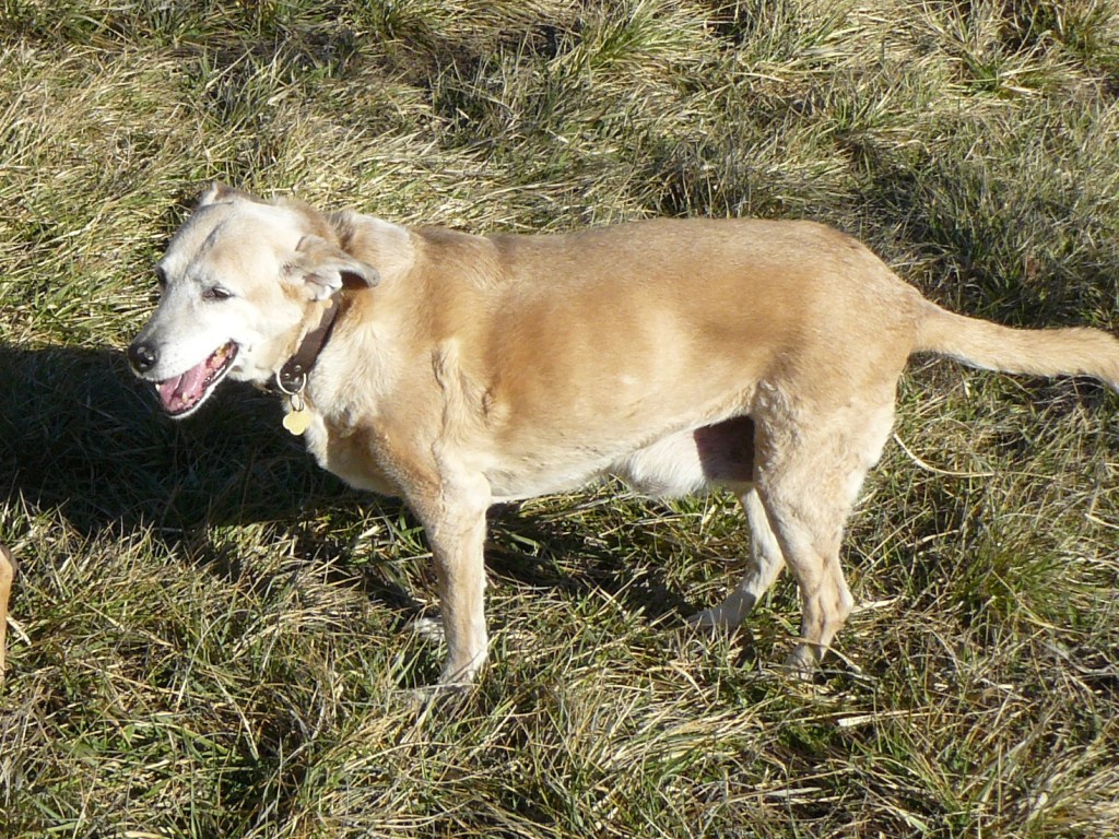 Lilly - Taken in the last two weeks.