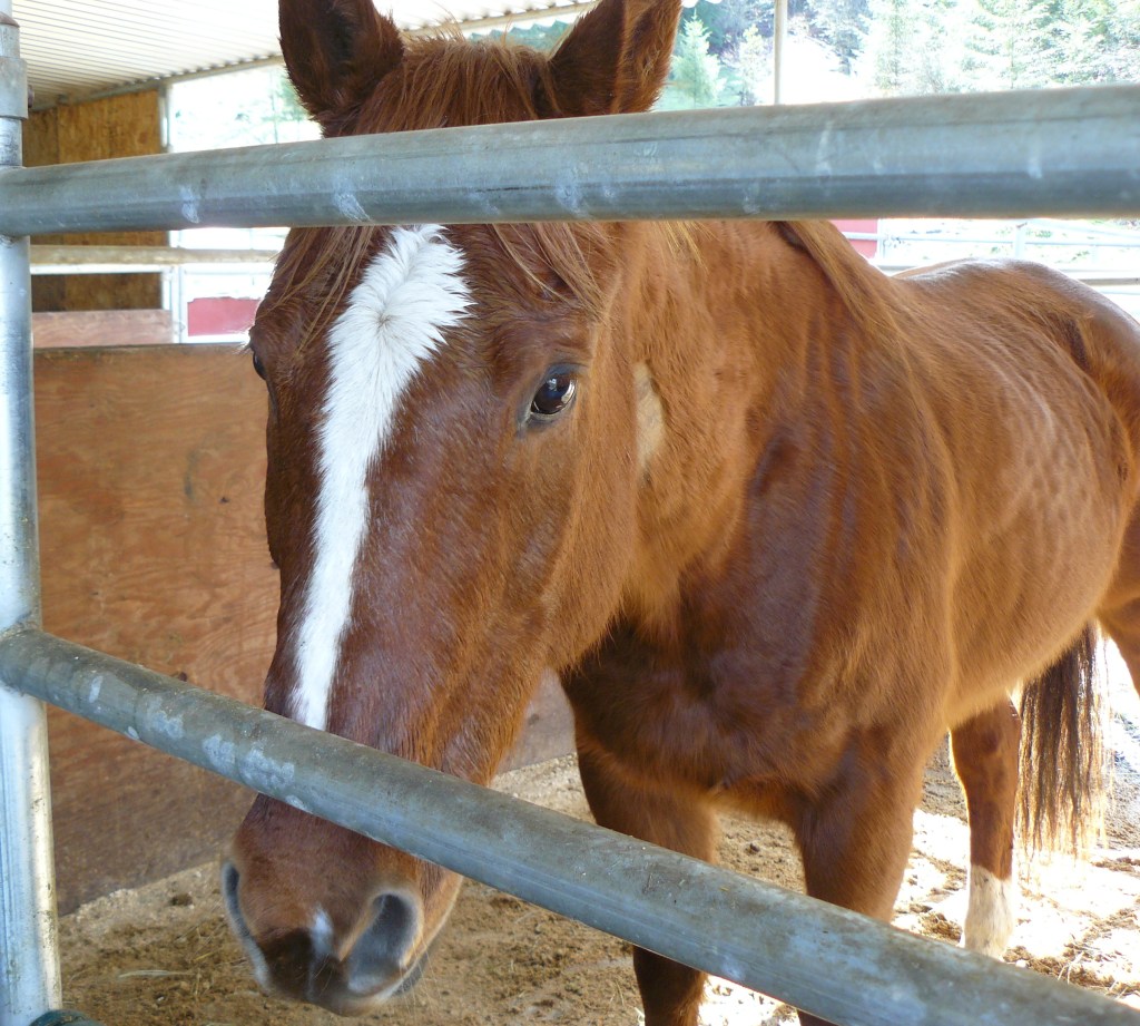 Ranger, when first seen in February.