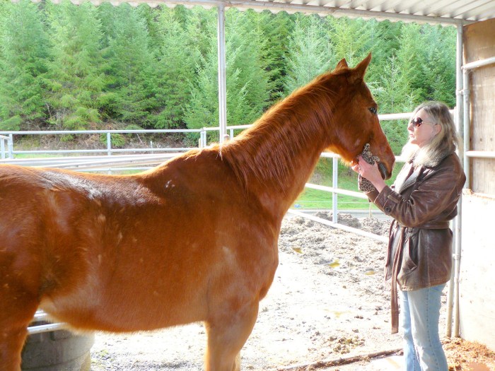 Ranger, the 15-year-old horse we hope to adopt.