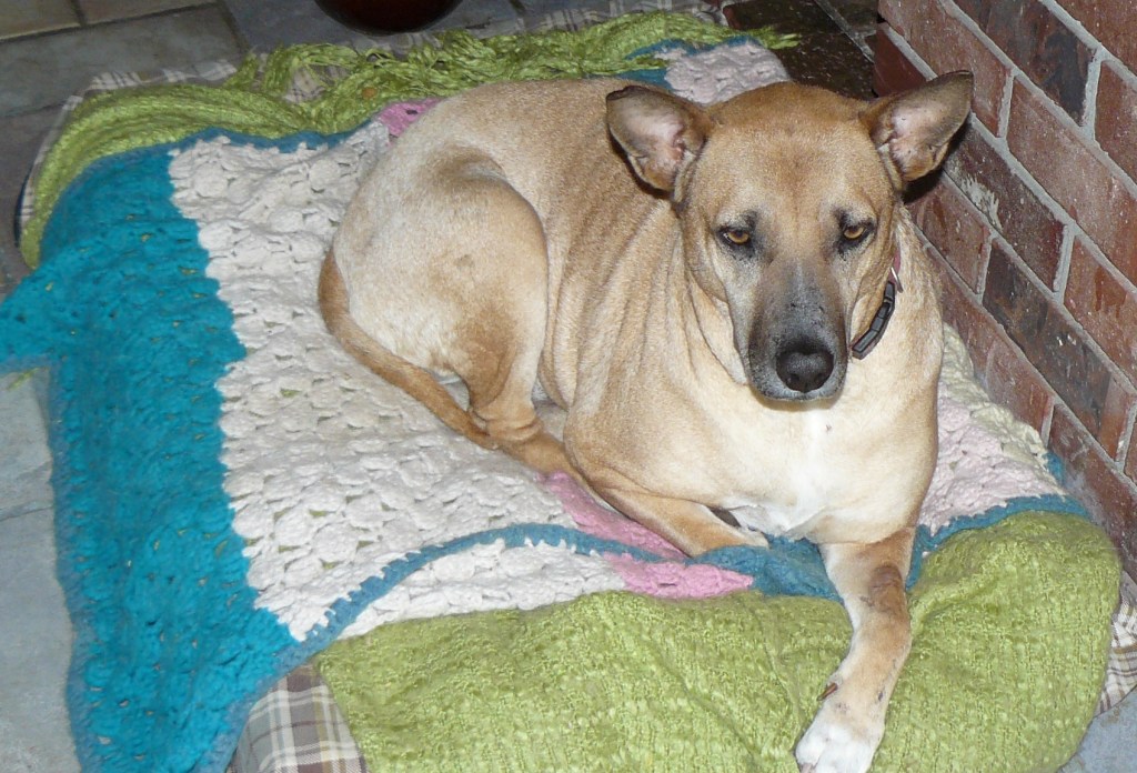 Ruby in our kitchen area - picture taken yesterday.