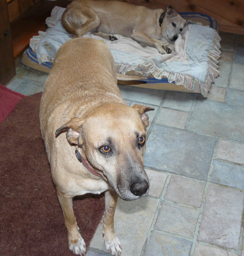 Another picture of Ruby from yesterday.