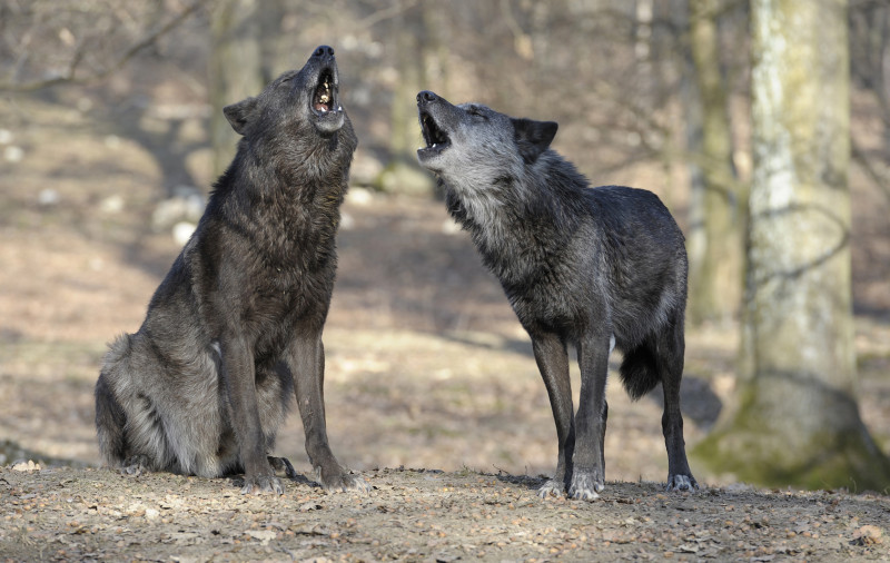 Wolves are considerably better imitators than dogs. Credit: Walter Vorbeck