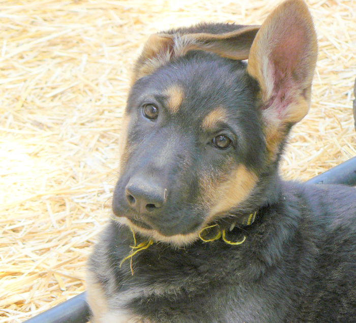 First picture of our puppy - taken two days before we brought her home: 4th April, 2012