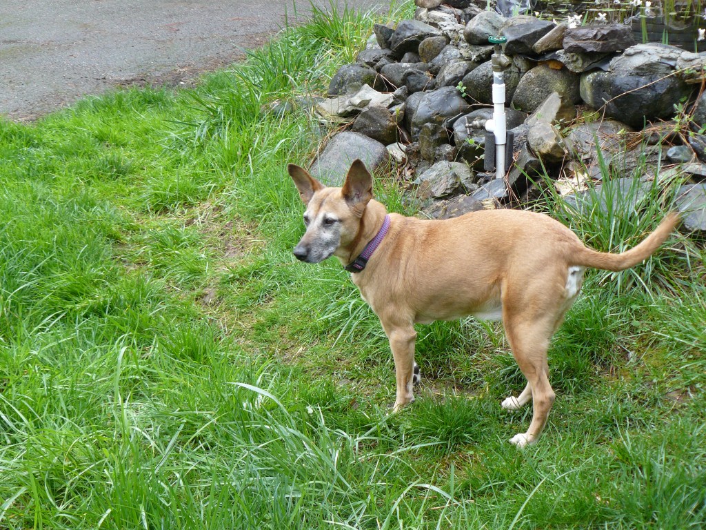 Dhalia - picture taken two days ago.