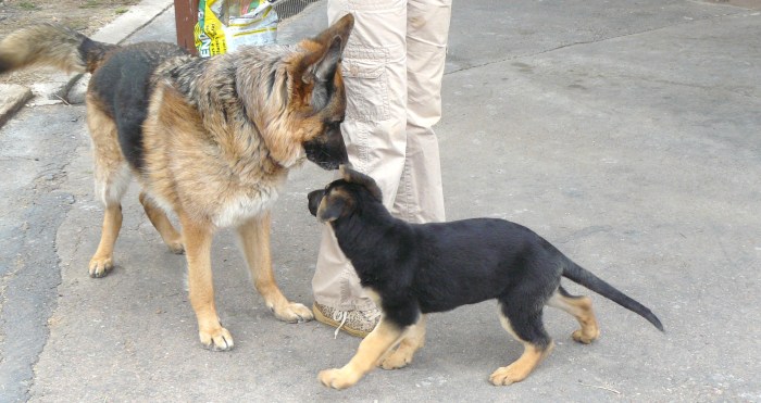 First meeting between Pharaoh and Cleo; April 7th, 2012.
