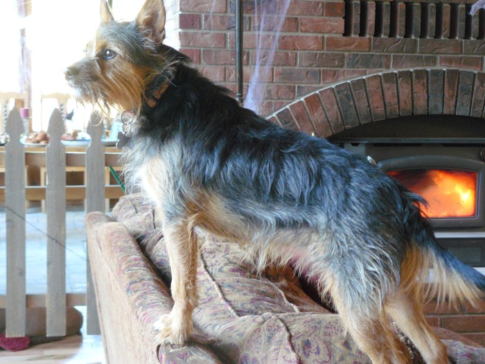 Sweeny - taken at the end of October, 2013, here in Oregon.