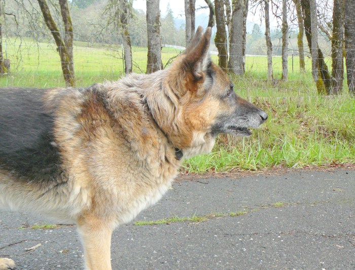 One very great animal! (March 25th, 2014)