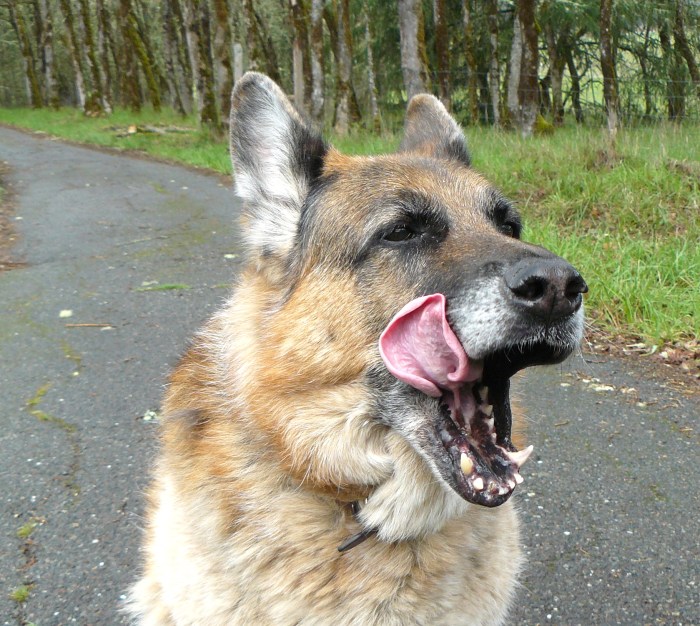 Pharaoh, as of yesterday afternoon!