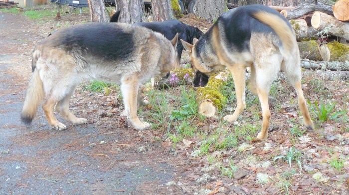 Perfect closeness. Pharaoh and Cleo with Hazel in the middle. Taken yesterday.