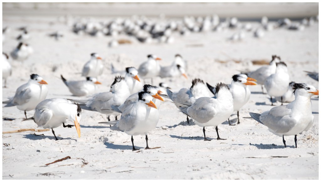 A contribution to The Daily Post’s recent photo challenge, Threes, by rodocarda.