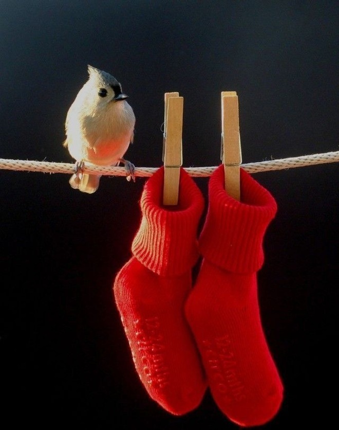 Man, I wish I could build nests like that!!