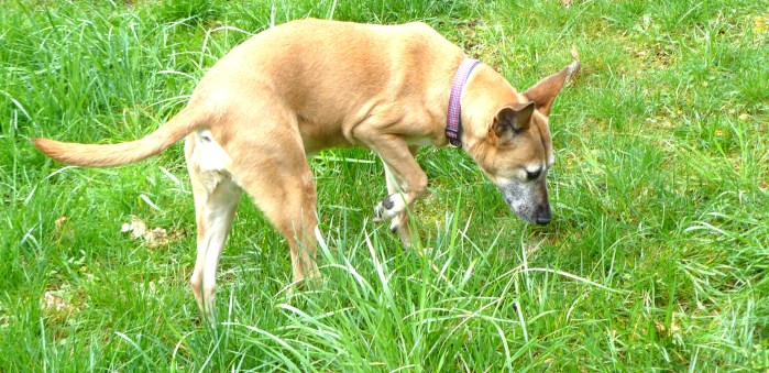 Dhalia, just two weeks ago. She was already barely using her right front-leg.