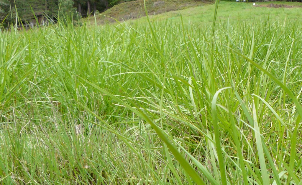 Meanwhile, the grass continues to grow, and ..