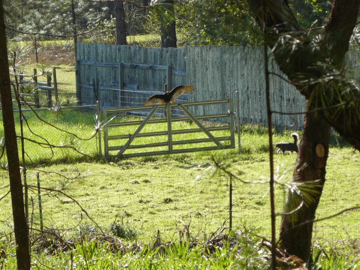 Ah, that sun feels good on my back feathers!