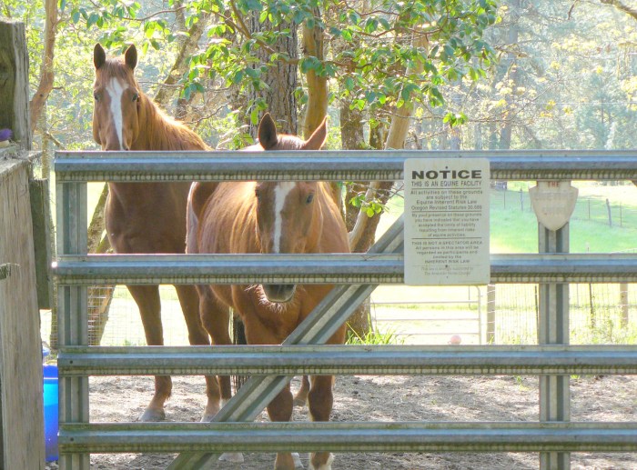 Waiting to greet Jean and me in the morning!