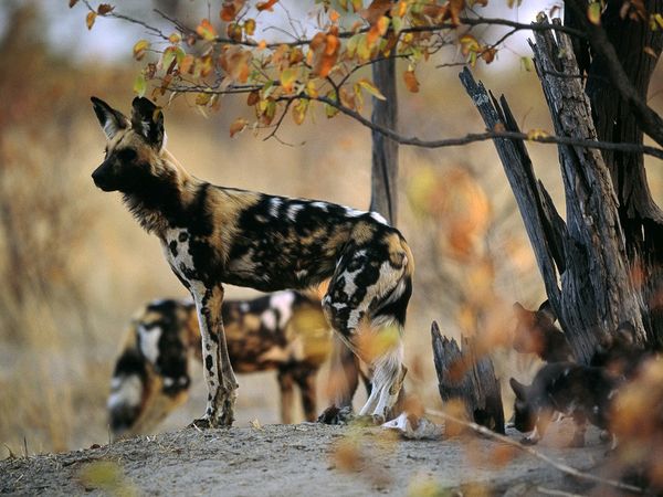 Known as African wild, painted, or Cape hunting dogs, these endangered canines closely resemble wolves in their pack-oriented social structure. Photograph by Chris Johns