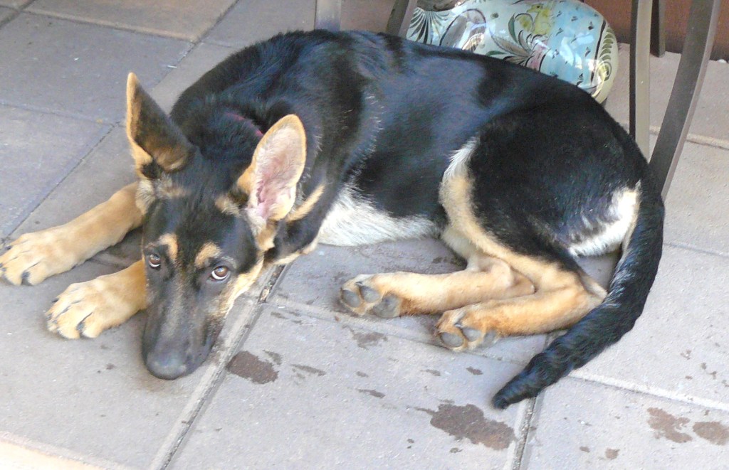 Young Cleo, May 12th, 2012.