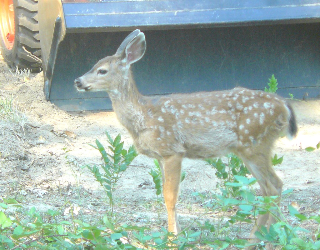 A young black-tailed deer seen at home last September.