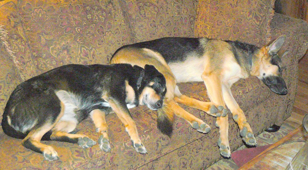 Hazel asleep alongside Cleo. May, 2014.
