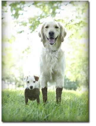 Why it's good to be tall!