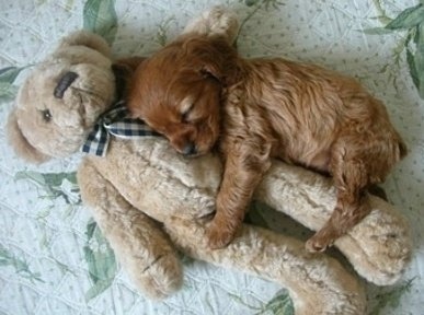 Everybody needs a good sleep toy! 