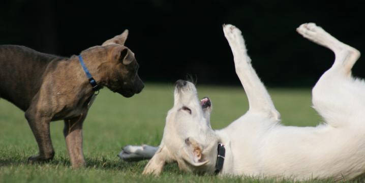 dogs-playing-2.718.360