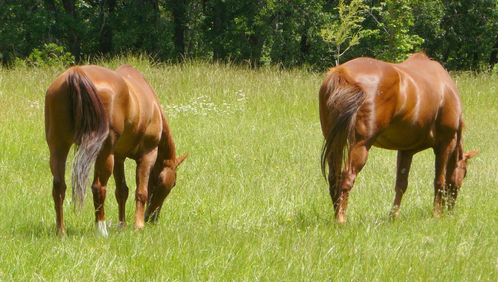 Ranger (LHS) and Ben enjoying our open grassland.