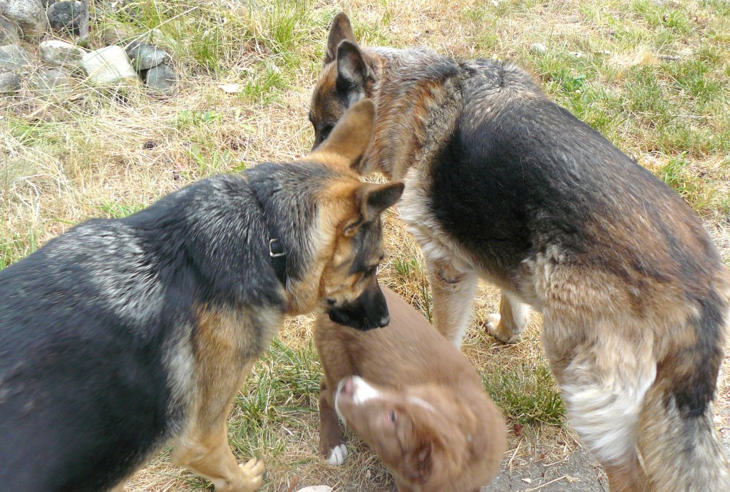 A Shepherd Sandwich!