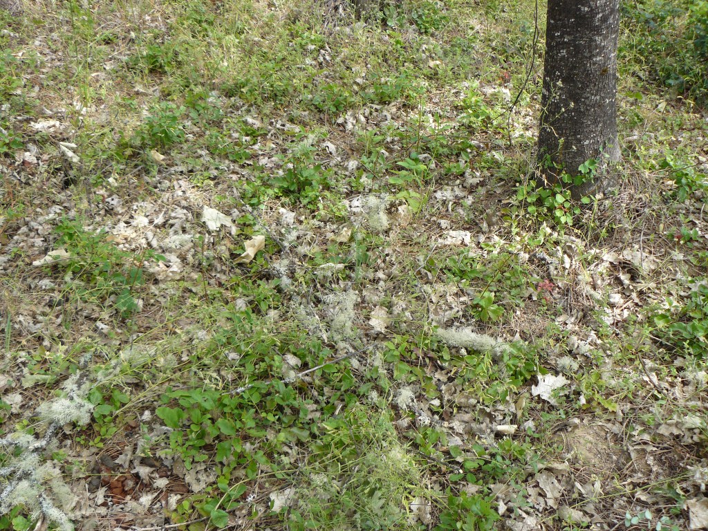 The patch of ground where the birds were found.