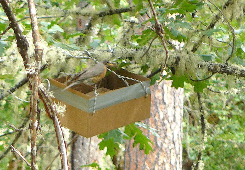 Not the best quality picture but so what!  It's proof the birds are being cared for by their mother.