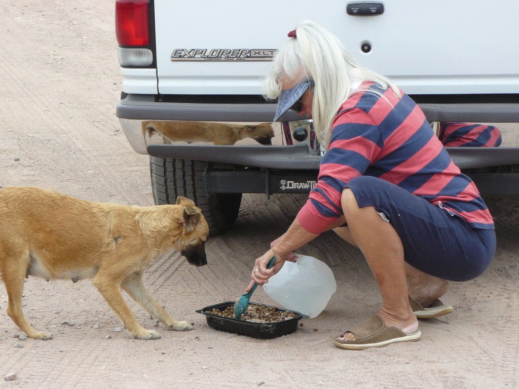 Suzann caring for a feral Mexican street dog.