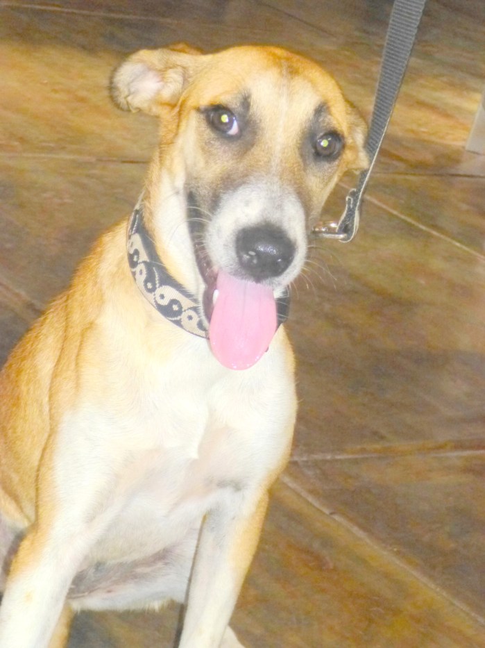 Who could resist such a lovely open, happy face! Please find a home for Diamonte.