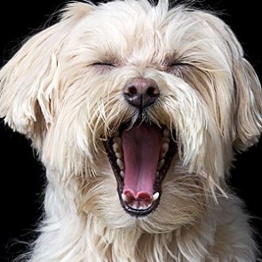 Time for an afternoon nap!