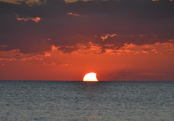 Sunset partial solar eclipse, with sea birds, from the beach in Englewood, Florida, overlooking the Gulf of Mexico. Photo by K. King.