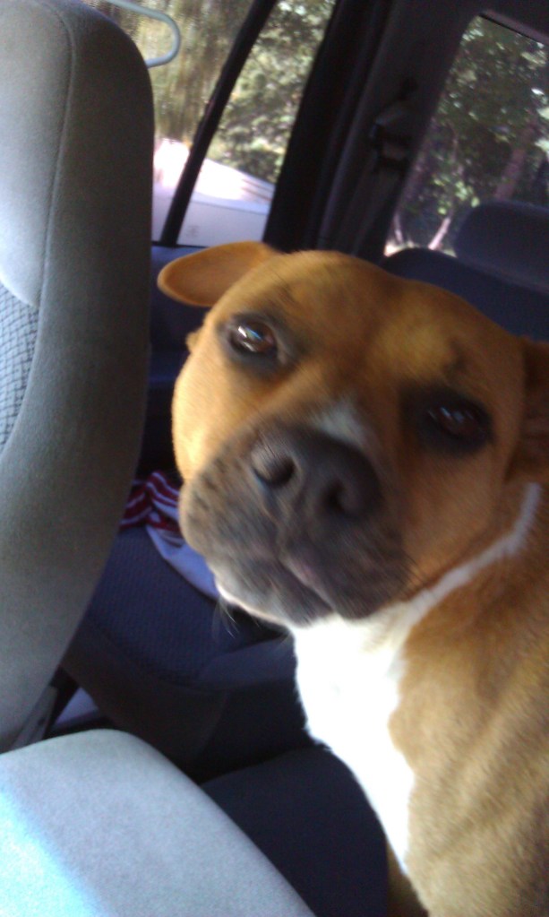 Please stay alert for Lucy.