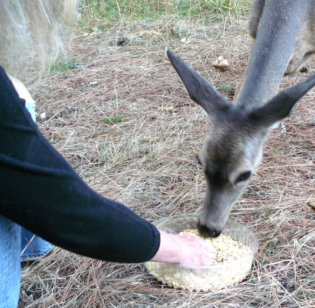 Jean reaches forward and gently draws the tray closer to us. Mother deer continues to feed.
