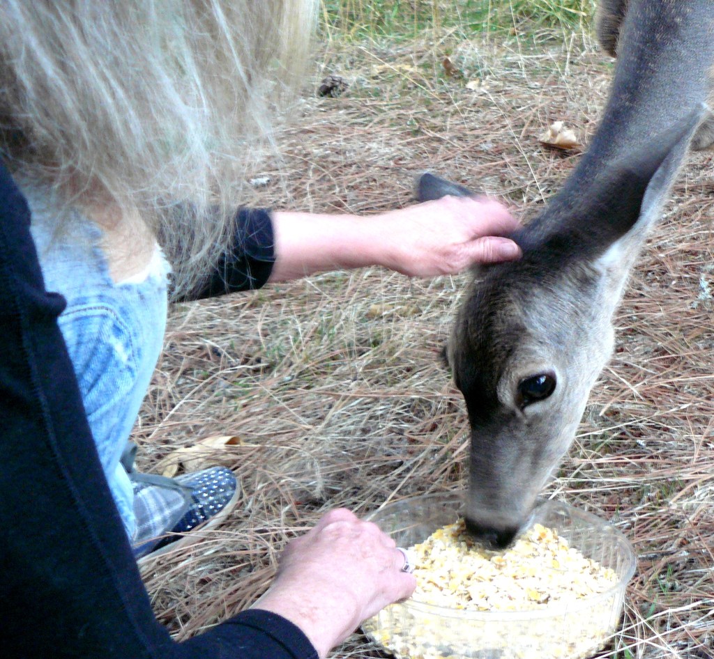 Then, unbelievably, the wild deer continues feeding as Jean fondles the deer's ear.