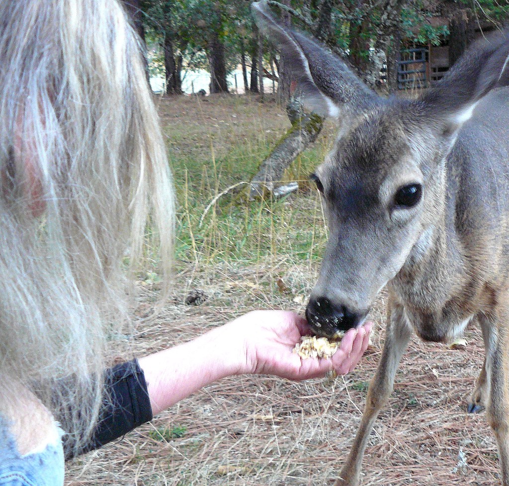 The trust between the deer and Jean then enabled the deer to feed from Jean's hand.