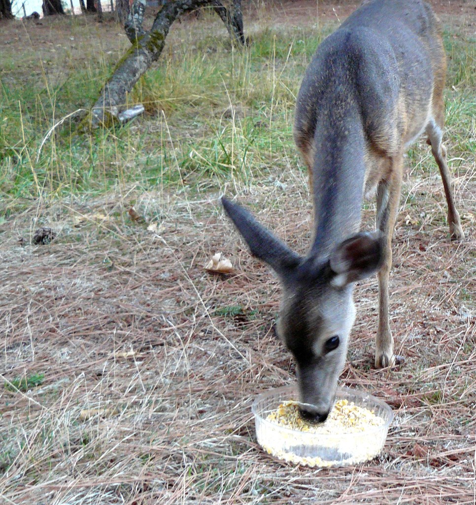 Mother deer reaches down to feed; the tray is about three feet in front of Jean and me.