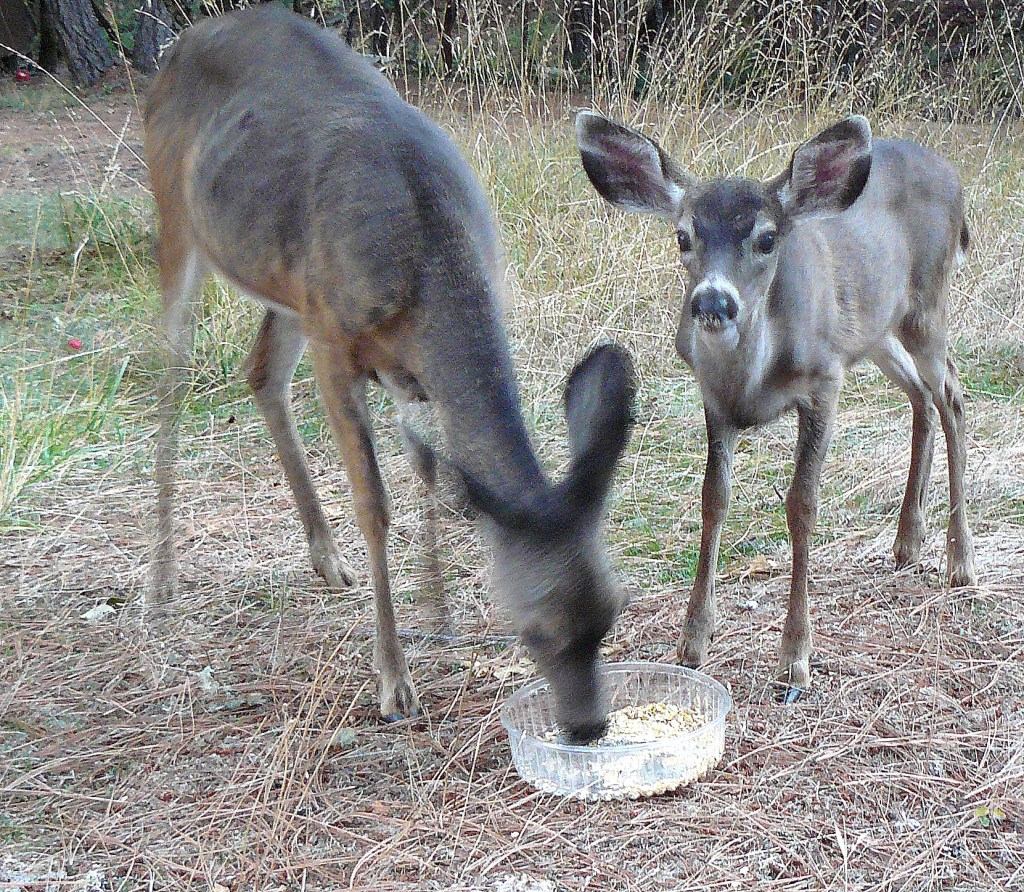There was a rustle in the leaves some twenty feet away and we saw the fawn watching her mother feeding on the cob. Jean pushed the tray away, just by a few feet, and the fawn came right up to her mother.