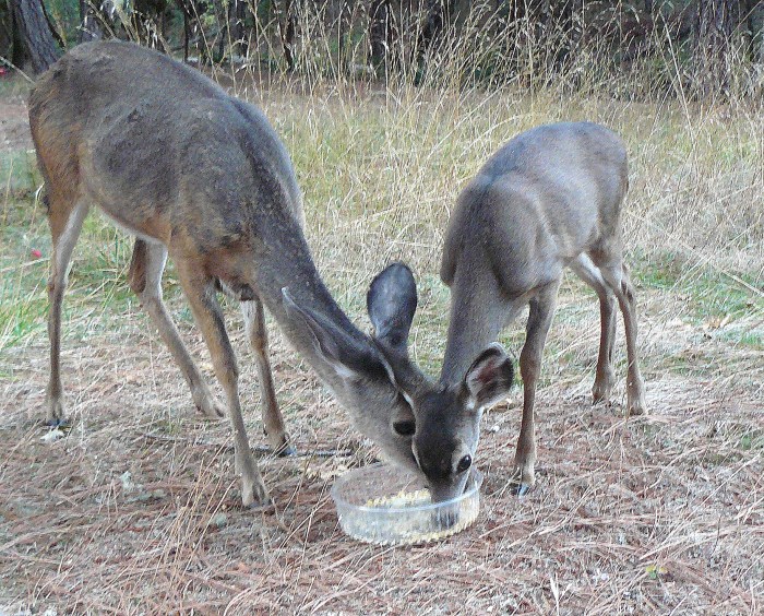 The culmination of the most magical of experiences: mother deer and her fawn eating together some three feet in front of us.