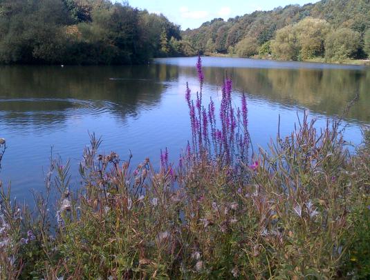 Vicar’s Water. A Sanctuary for wild life.