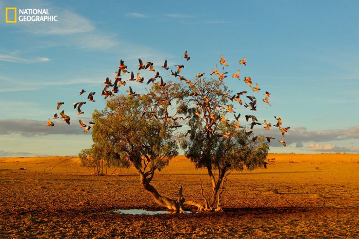 "In the Strezlecki desert of Australia, a flock of galahs replenish on the only small water available at the base of this lonely tree. It’s a rare photo opportunity to get such a clear and symmetrical shot of these beautiful birds in flight in the middle of the desert." Location: Strezlecki Desert, Australia.