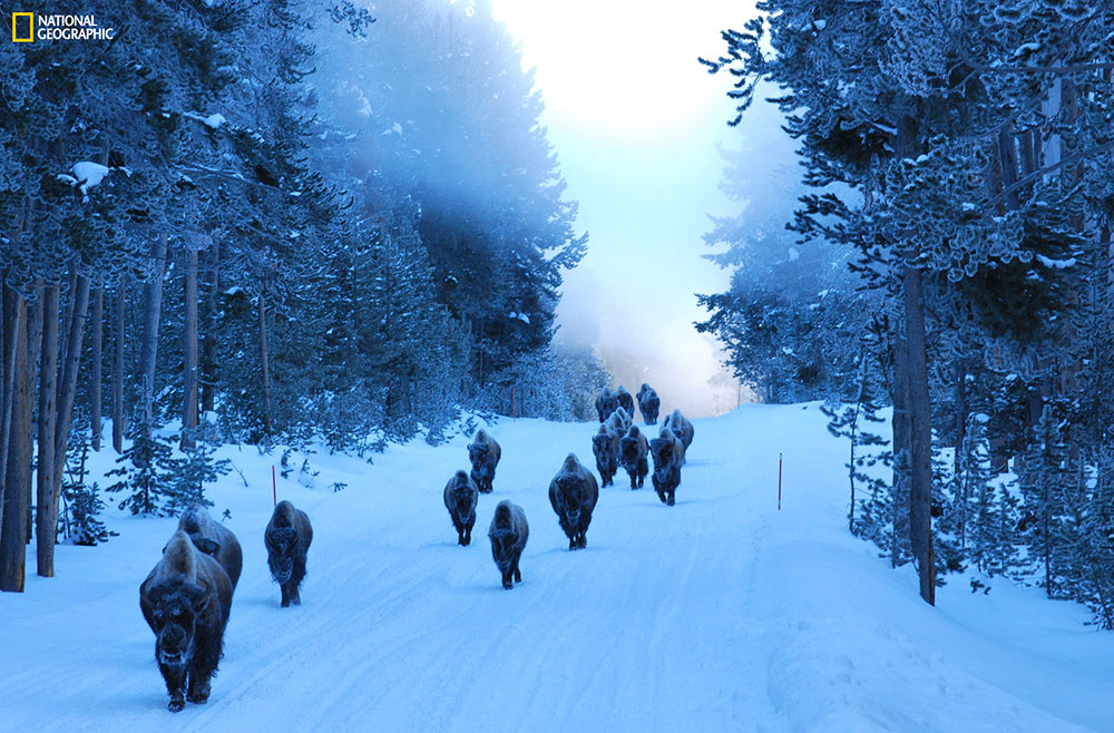 "An early morning ride through Yellowstone National Park in the winter is always a treat. On this very chilly morning, hardly a sound was heard as this herd of bison reminded us that we are the visitors in their land." Location: Yellowstone National Park, Wyoming, United States.