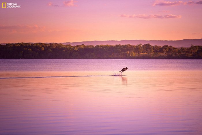 "I was finishing up a photo shoot when a wild kangaroo appeared out of nowhere and bounded onto the lake, as if walking on water. This, along with the picturesque sunset combined to create an absolute visual treat!" Location: Noosa, Queensland, Australia.