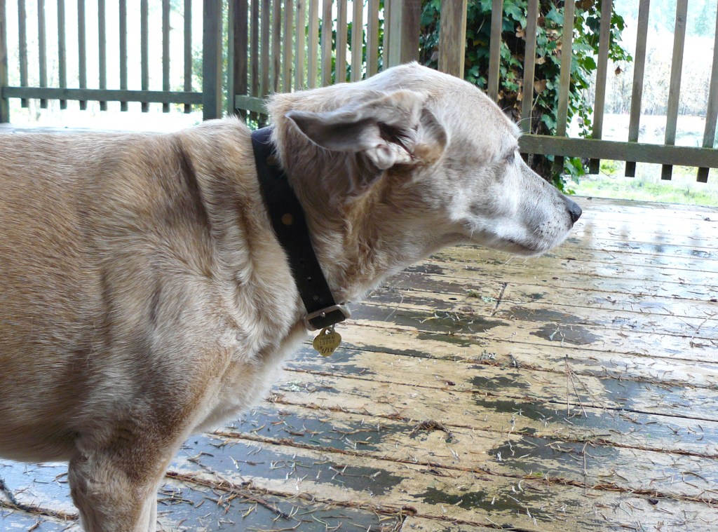 Surveying her domain.